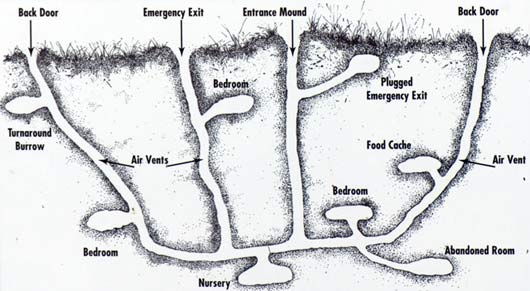 burrow system
