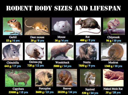 rodent body size lifespan