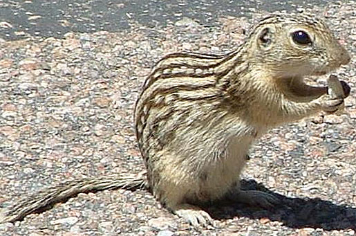 13 striped rodent
