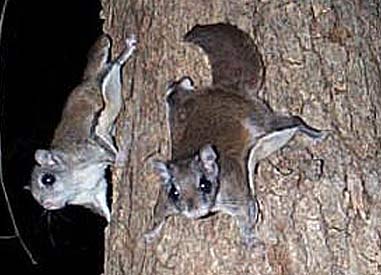 flying rodents on tree