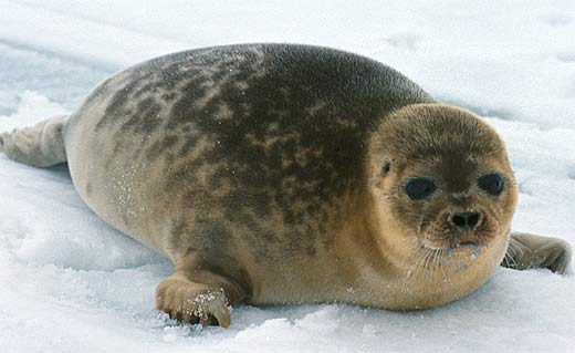 brown ringed seal