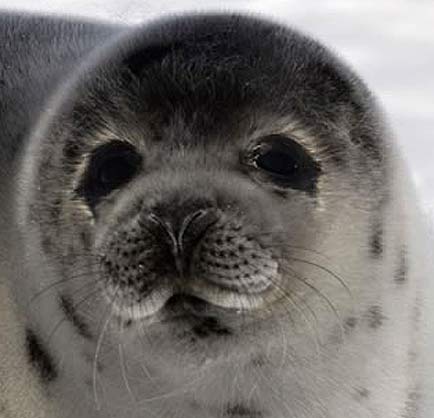 closeup ringed seal