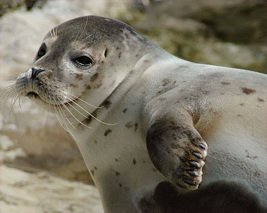 harbor juvenile seal