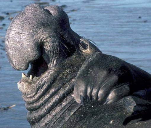 big male elephant seal