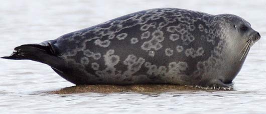 ringed seal on ice