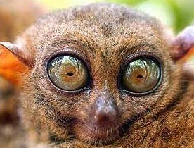 Tarsiers - The Big-Eyed, Ancient, Nocturnal Mammal 