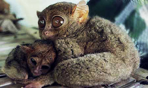 Tarsiers - The Big-Eyed, Ancient, Nocturnal Mammal 