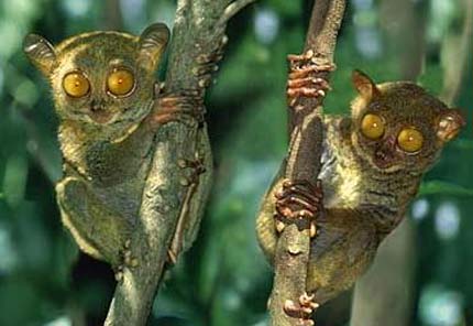 pygmy tarsiers