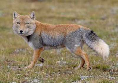 tibetan fox trotting along