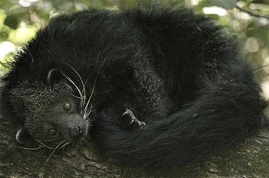 curled up bearcat