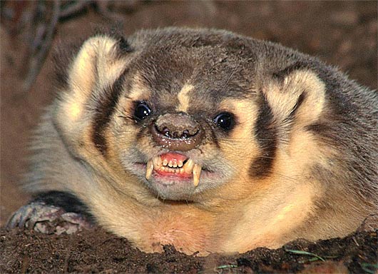 angry badger