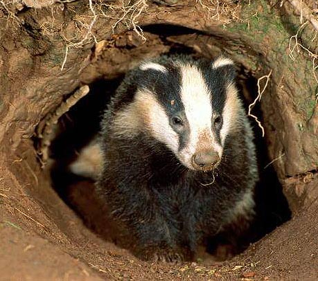 home badger