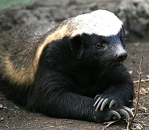 honey badger dont care just chillin
