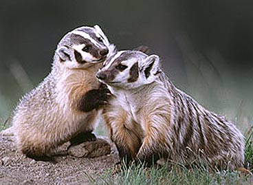 light colored badgers