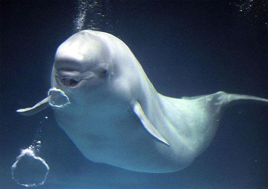 beluga blowing bubbles