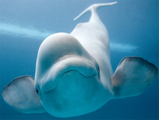 beluga fins out