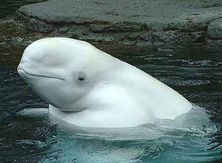 beluga whale head