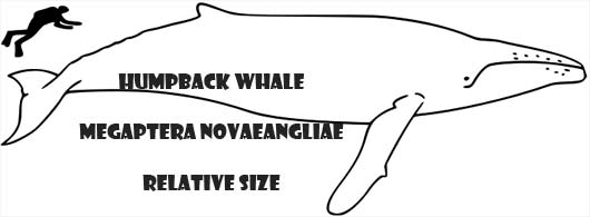 humpback relative size