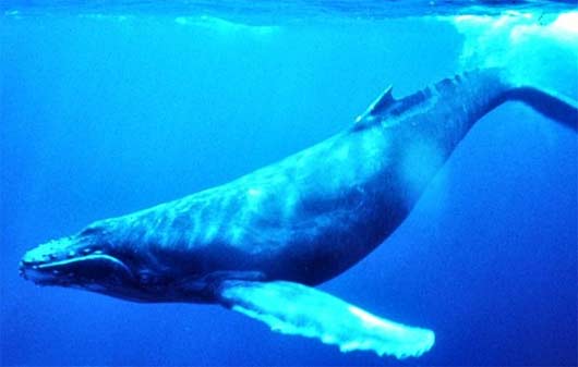 humpback underwater
