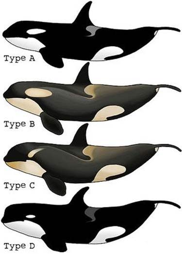 killer whales types