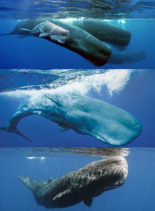 sperm whales surfacing