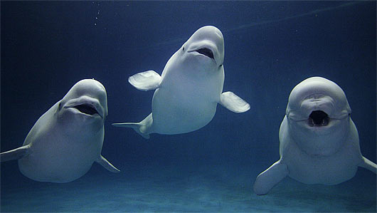 three belugas singing