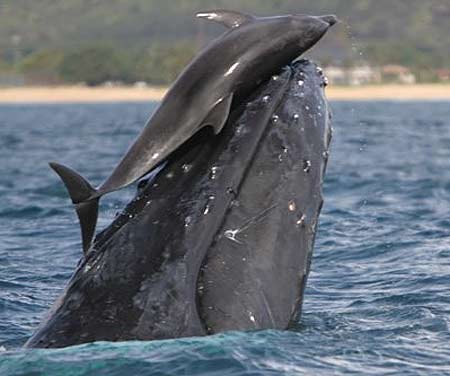 whale dolphin playing lori mazzuca