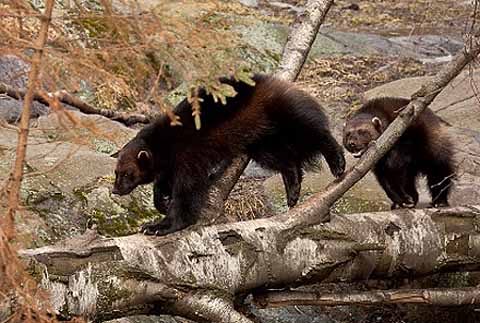 wolverines playing