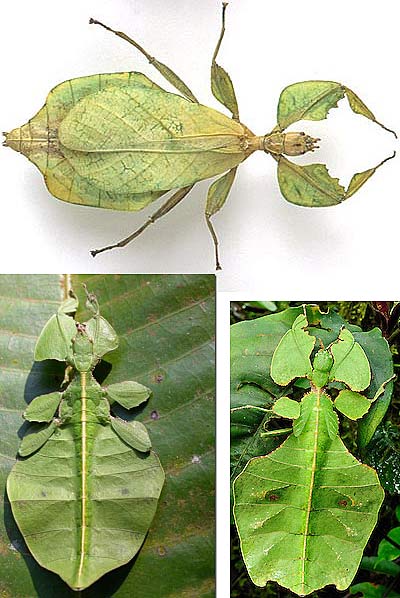leaf insects
