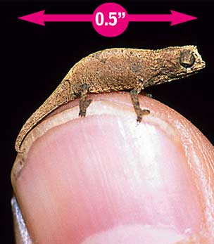 thumb size lizard