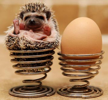 hedgehog in the egg holder