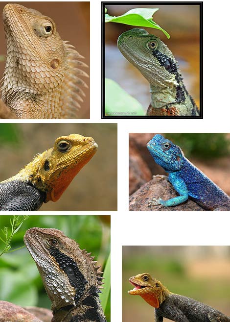 Types of Lizards 