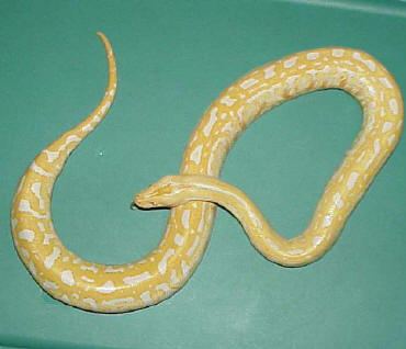 Albino Labyrinth Burmese Python