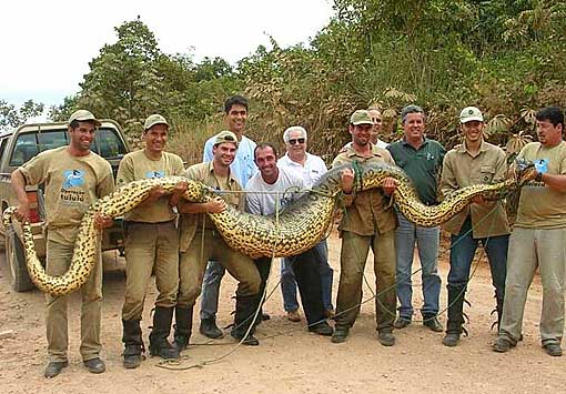 the biggest anaconda in the world