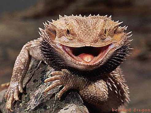 smiling beard lizard