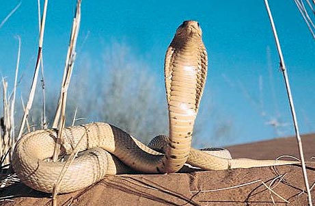 yellow african cobra in desert