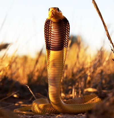 cape cobra standing open hood