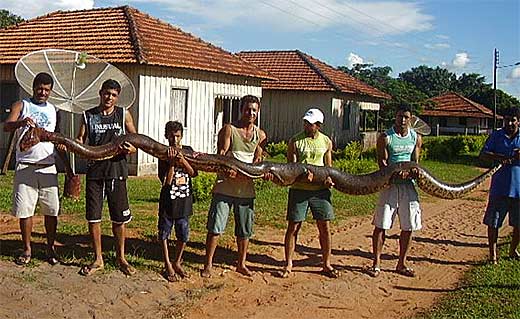 caught largest in Brazil