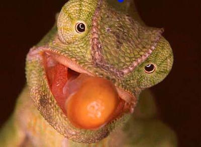 jackson chameleon tongue