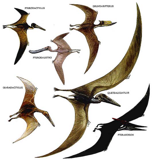 What are flying dinosaurs called?