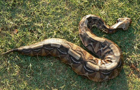 Gaboon Viper in Mozambique
