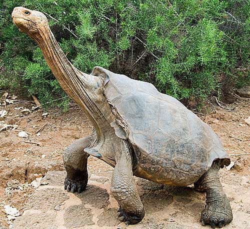 long neck tortoise