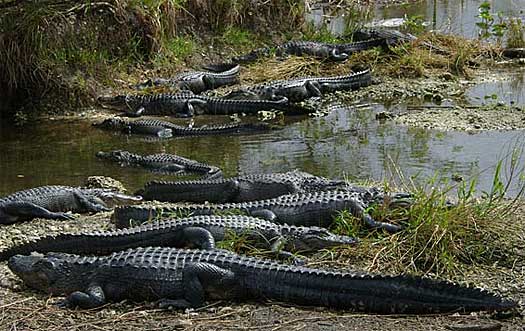 gators on the mississippi