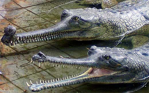 fish-eating croc