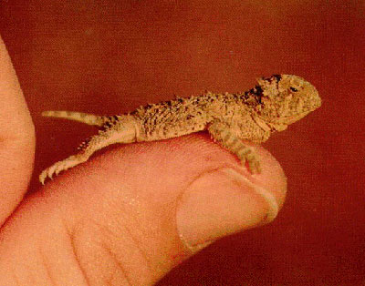 baby horned lizard