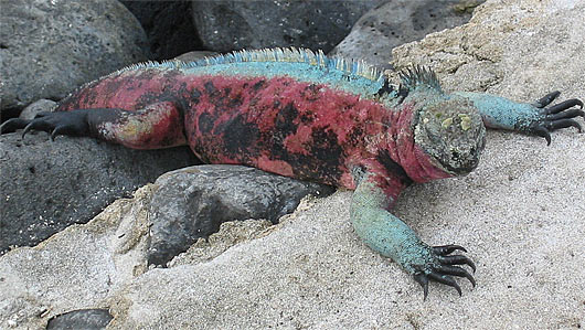 colorful marine iguana