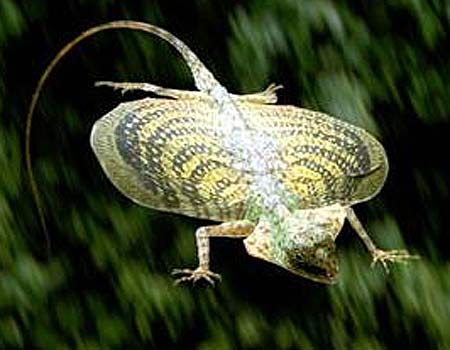 Flying Lizards - Real Dragons Glide in Asian Forests 