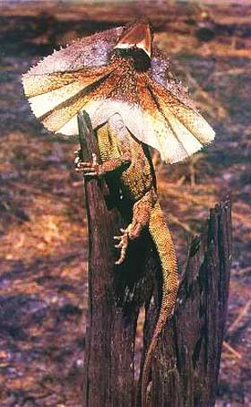 satellite lizard perched