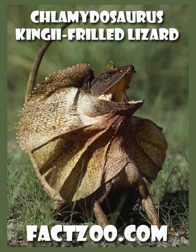 frilled lizard