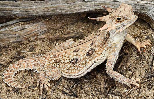 flat tailed horny toad
